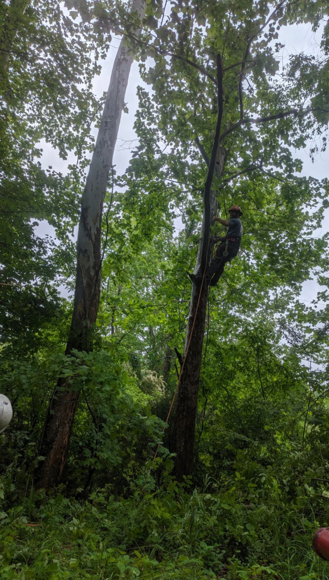 Technical climbing for a tight-access woodland job