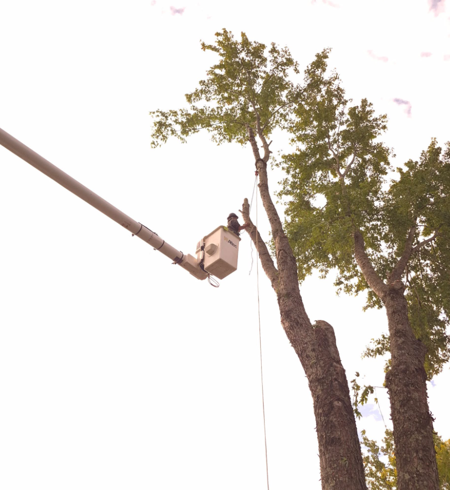 Bucket-truck trimming above the canopy